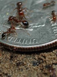 Красно-коричневые муравьи едят американскую технику