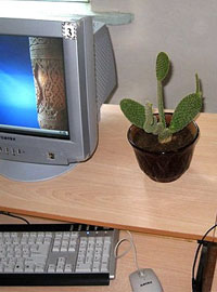 Компьютер и кактус на столе
