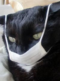 «Свиным» гриппом заболела кошка