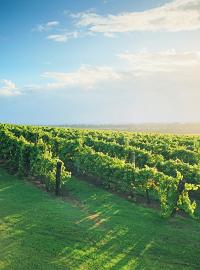 Винодельческое поместье Hunter Valley в штате Новый Южный Уэльс (New South Wales)