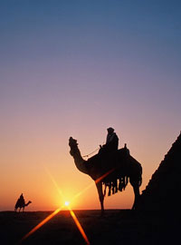 Верблюд в пустыне Египта (Egypt)