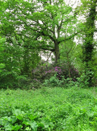 Шервудский лес (Sherwood Forest) в Англии (England)