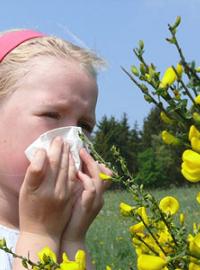 Британцы намерены всерьёз взяться за аллергию