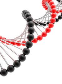 Детская лейкемия во многом связана с генами - частицами нити ДНК