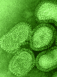 Новые тесты позволят обнаружить присутствие вируса «свиного гриппа» A/H1N1 даже если симптомов нет