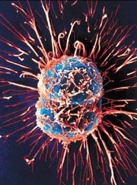 Благодаря белку Tiam1 раковые клетки удерживаются вместе