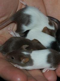 Маленькие мышки опять помогли учёным, на этот раз избавиться от бесплодия
