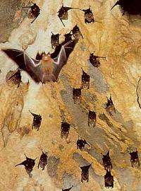Летучие мыши в американских пещерах заражены болезнью, которая может быть опасна для человека