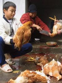 Птичий грипп снова в Китае
