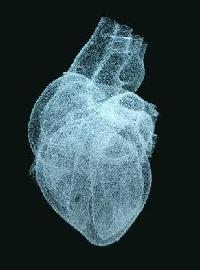 Здоровье сердечной мышцы зависит от генов