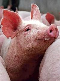 Оказывается, свиньи тоже подвержены «свиному гриппу»
