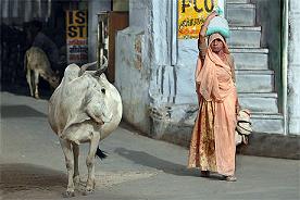 Корова в Индии - царица?